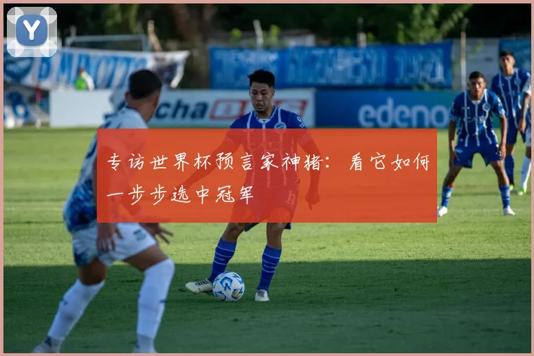 专访世界杯预言家神猪：看它如何一步步选中冠军